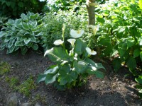 /album/fotos-tuinen/a033-jpg/