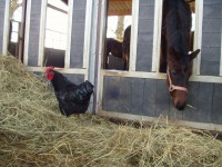 /album/fotos-tuinen/p1010004-jpg1/