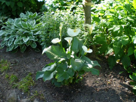 Aronskelk in schaduwtuin