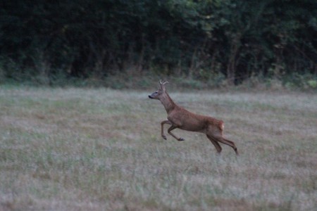 Reebok in onze weilanden